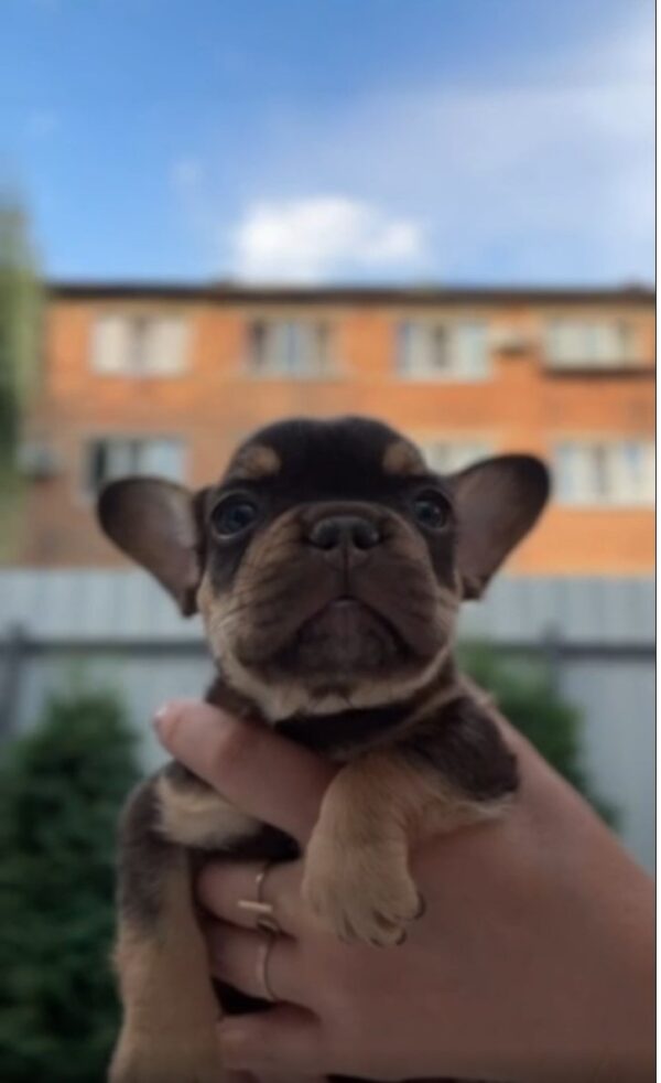 Mikki French Bulldog Mikki French Bulldog