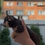 Mikki-male-french-bulldog-puppy-for-sale-1 (3)