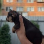 Mikki-male-french-bulldog-puppy-for-sale-1 (4)