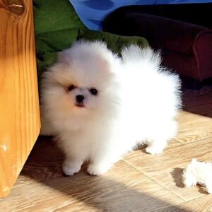 Mikos Pomeranian Mikos Pomeranian