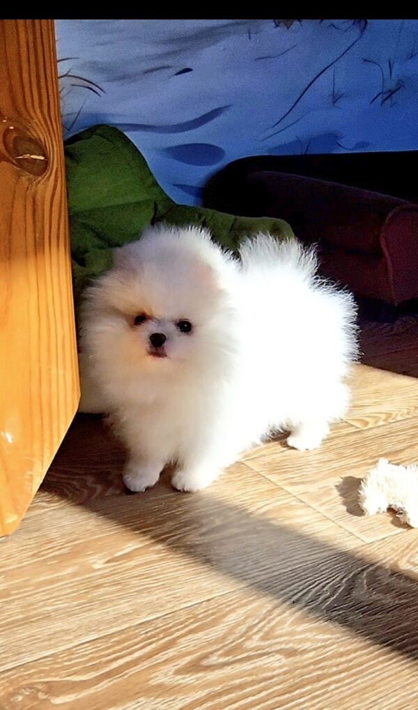 Mikos Pomeranian Mikos Pomeranian