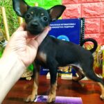 Mila-female-Russian-Toy-puppy-for-sale-1