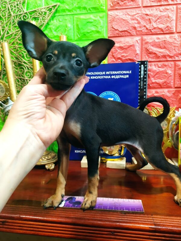 Mila Russian Toy Terrier Mila Russian Toy Terrier