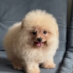 Milo-male-Pomapoo-puppy-for-sale-1