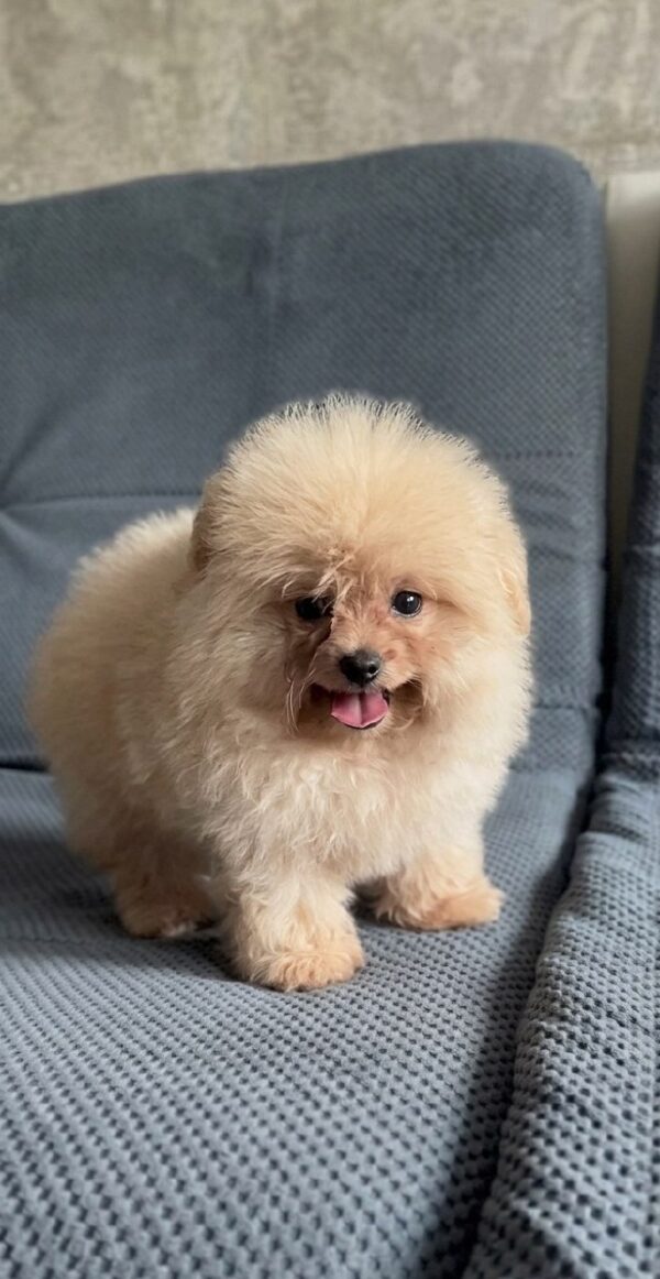 Milo Pomapoo Milo Pomapoo