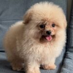 Milo-male-Pomapoo-puppy-for-sale-2