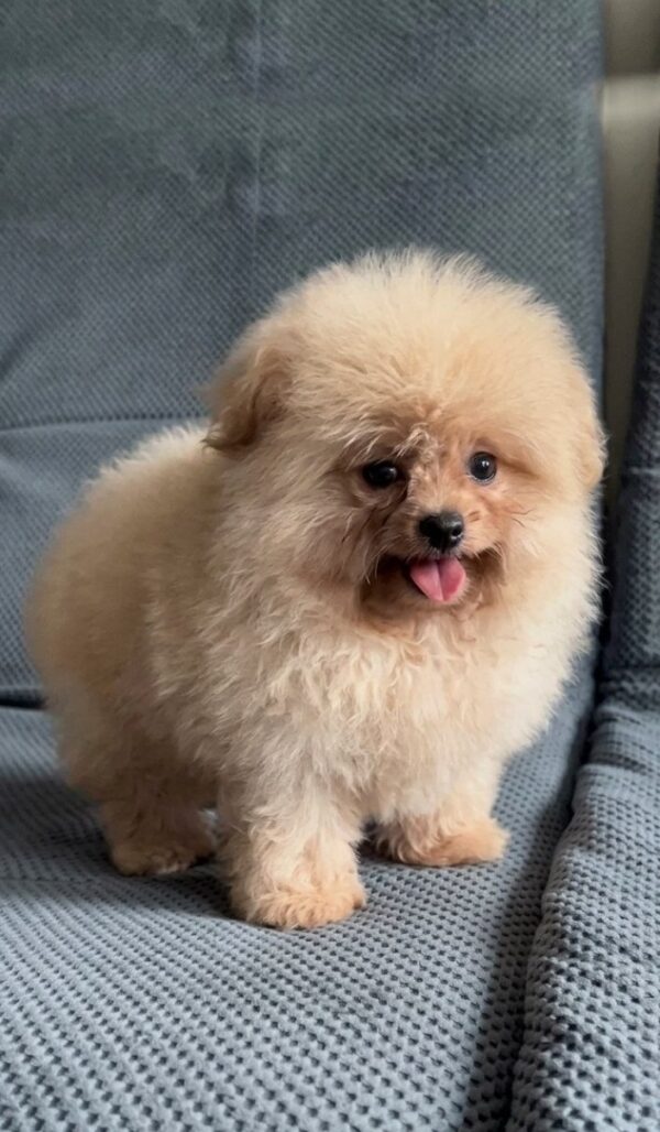 Milo Pomapoo Milo Pomapoo