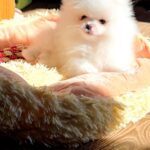 Milosh-male-Pomeranian-puppy-for-sale-1