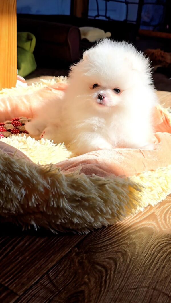 Milosh Pomeranian Milosh Pomeranian