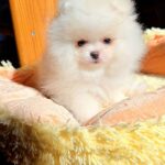 Milosh-male-Pomeranian-puppy-for-sale-2