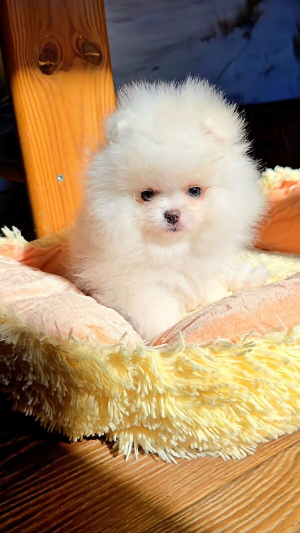 Milosh Pomeranian Milosh Pomeranian