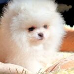 Milosh-male-Pomeranian-puppy-for-sale-3