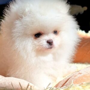 Milosh Pomeranian Milosh Pomeranian