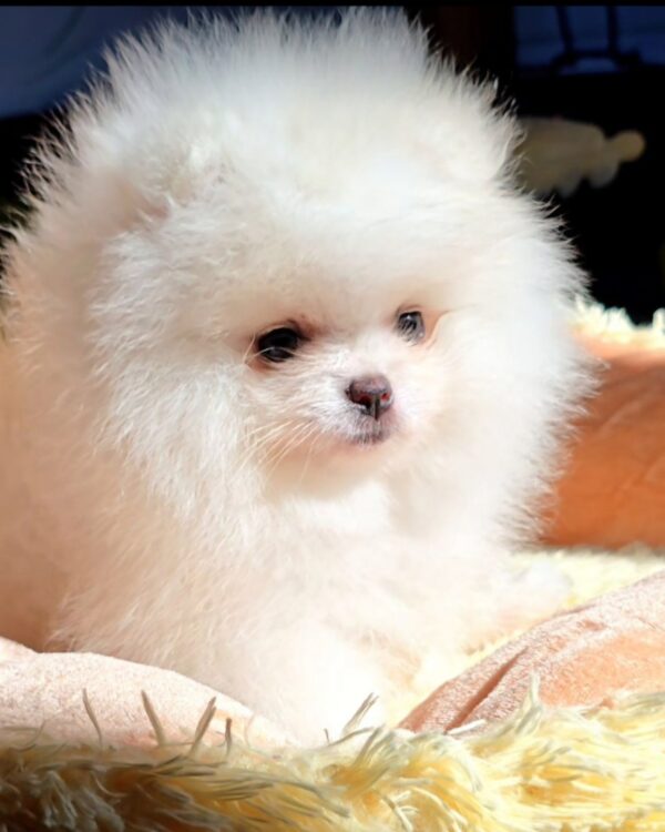 Milosh Pomeranian Milosh Pomeranian