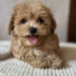 Mimi-female-maltipoo-puppy-for-sale-1 (1)