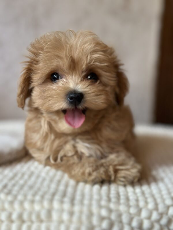 Mimi Maltipoo Mimi Maltipoo