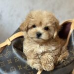Mimi-female-maltipoo-puppy-for-sale-1 (2)