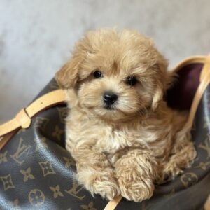 Mimi Maltipoo Mimi Maltipoo