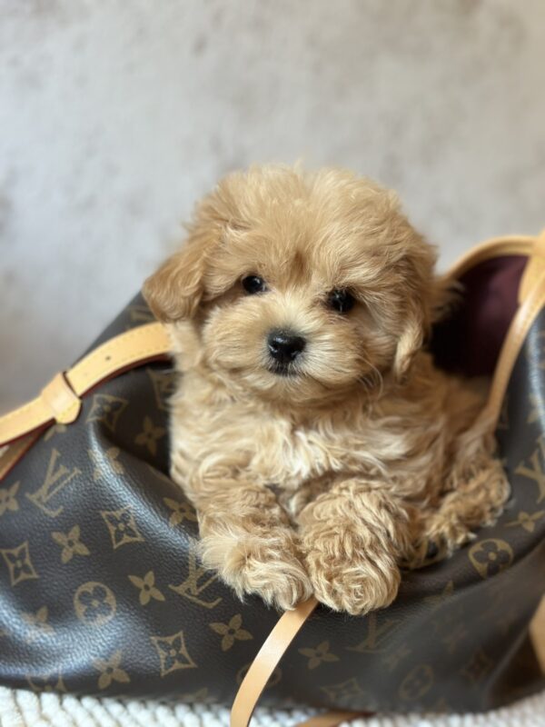 Mimi Maltipoo Mimi Maltipoo