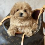 Mimi-female-maltipoo-puppy-for-sale-1 (3)