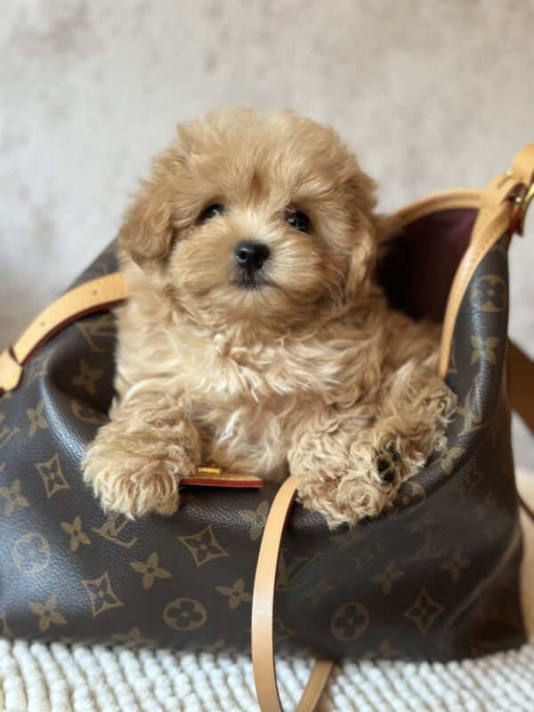 Mimi Maltipoo Mimi Maltipoo