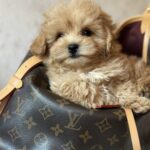 Mimi-female-maltipoo-puppy-for-sale-1 (4)