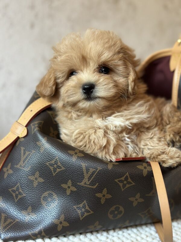 Mimi Maltipoo Mimi Maltipoo