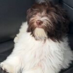 Minnie-female-Havanese-puppy-for-sale-1