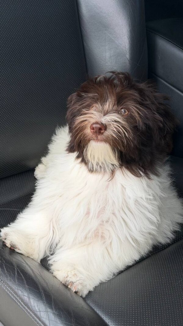 Minnie Havanese Minnie Havanese
