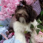 Minnie-female-Havanese-puppy-for-sale-2