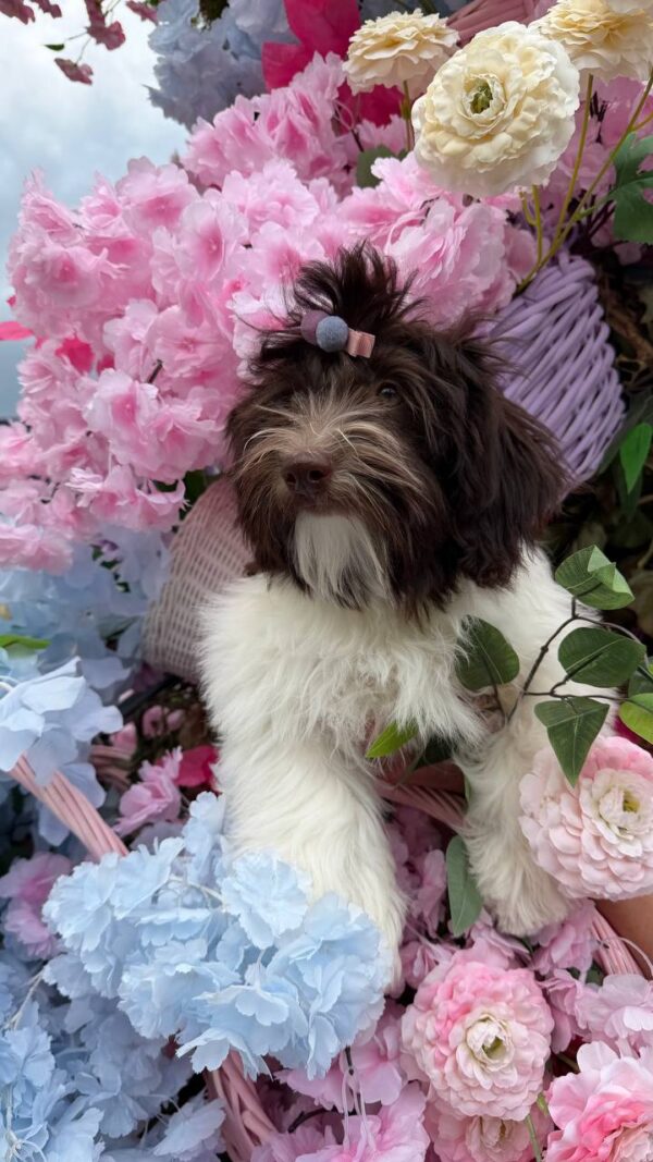 Minnie Havanese Minnie Havanese