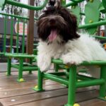 Minnie-female-Havanese-puppy-for-sale-3