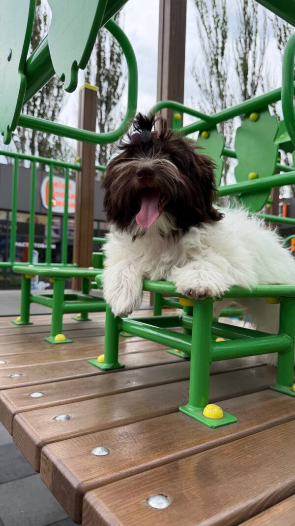 Minnie Havanese Minnie Havanese