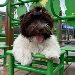 Minnie Havanese Minnie Havanese