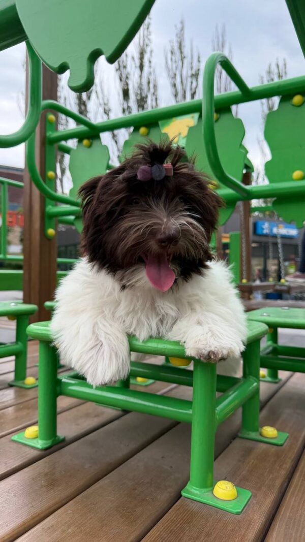 Minnie Havanese Minnie Havanese