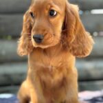 Mirabelle-female-English-Cocker-Spaniel-puppy-for-sale-1