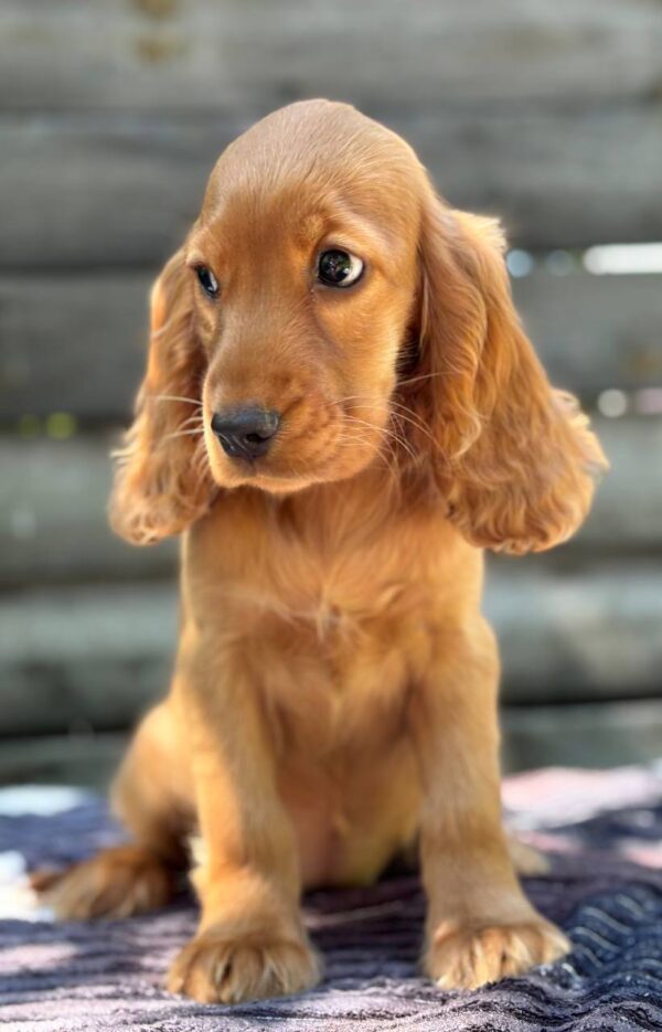 Mirabelle English Cocker Spaniel Mirabelle English Cocker Spaniel