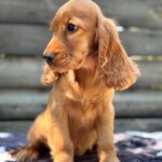 Mirabelle-female-English-Cocker-Spaniel-puppy-for-sale-2