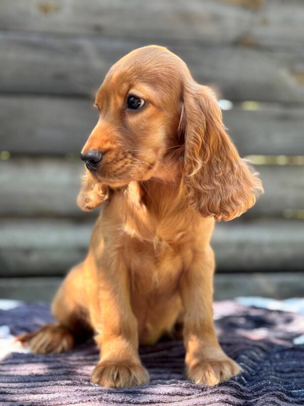 Mirabelle English Cocker Spaniel Mirabelle English Cocker Spaniel