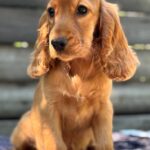 Mirabelle-female-English-Cocker-Spaniel-puppy-for-sale-3