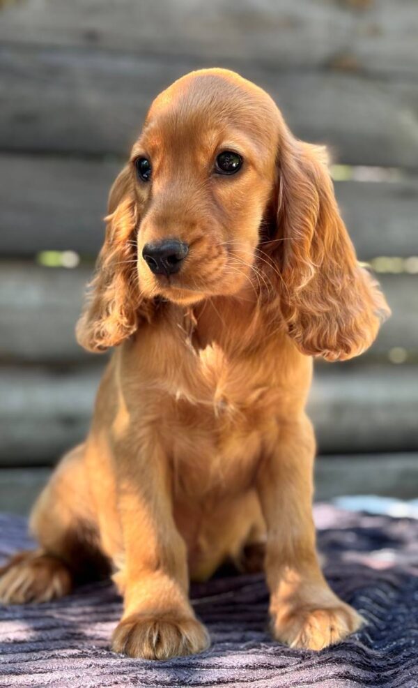 Mirabelle English Cocker Spaniel Mirabelle English Cocker Spaniel