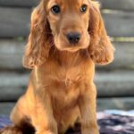 Mirabelle-female-English-Cocker-Spaniel-puppy-for-sale-4