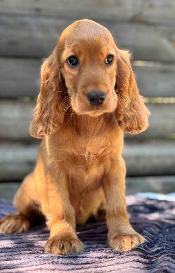 Mirabelle English Cocker Spaniel Mirabelle English Cocker Spaniel