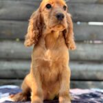 Mirabelle-female-English-Cocker-Spaniel-puppy-for-sale-5