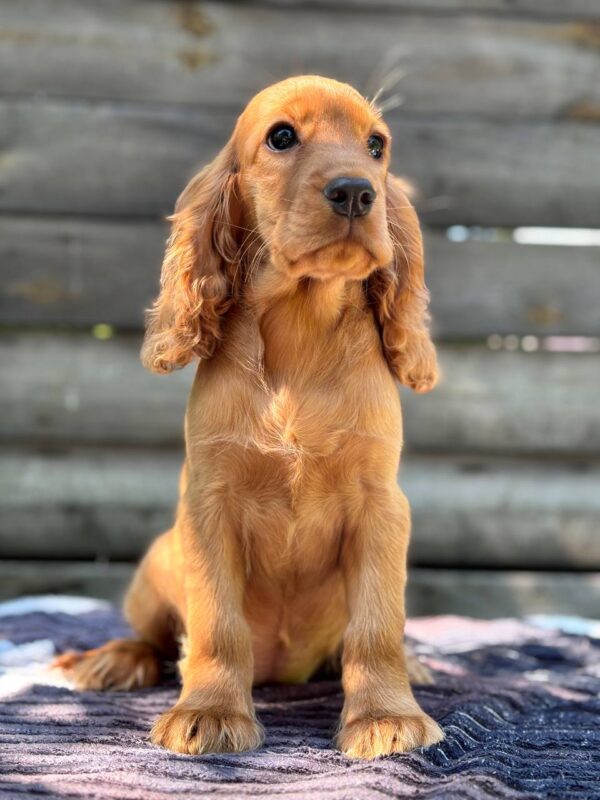 Mirabelle English Cocker Spaniel Mirabelle English Cocker Spaniel