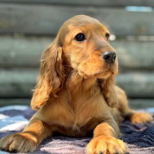 Mirabelle English Cocker Spaniel Mirabelle English Cocker Spaniel