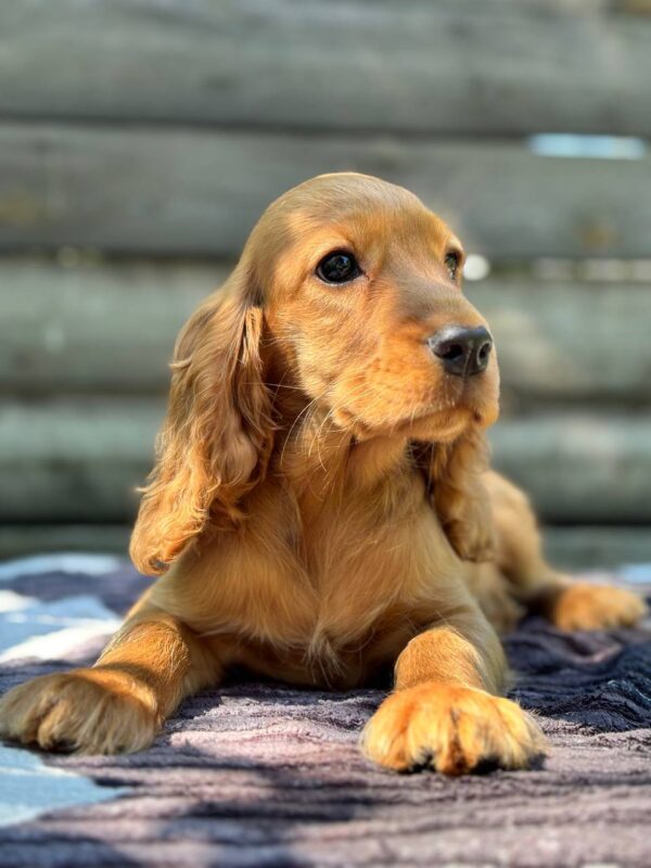 Mirabelle English Cocker Spaniel Mirabelle English Cocker Spaniel