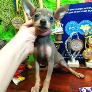 Miyka Russian Toy Terrier Miyka Russian Toy Terrier