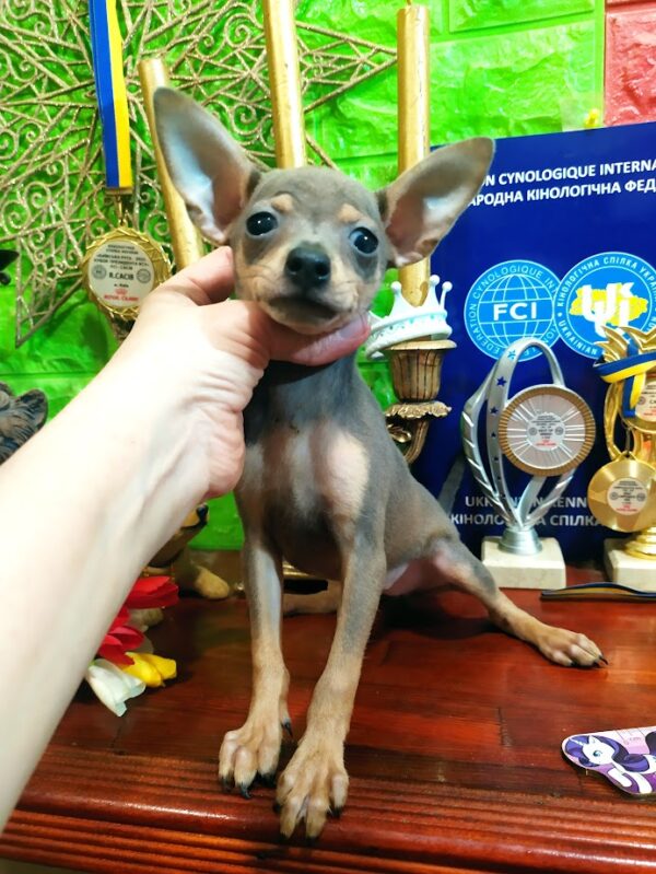 Miyka Russian Toy Terrier Miyka Russian Toy Terrier