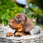 Mocca-male-miniature-dachshund-puppy-for-sale- (1)